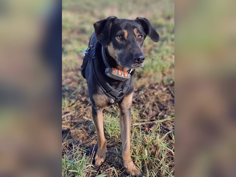 Rudy - ein besonderer Hund