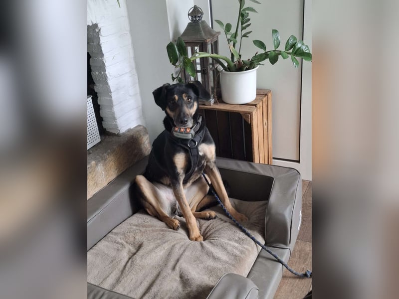 Rudy - ein besonderer Hund