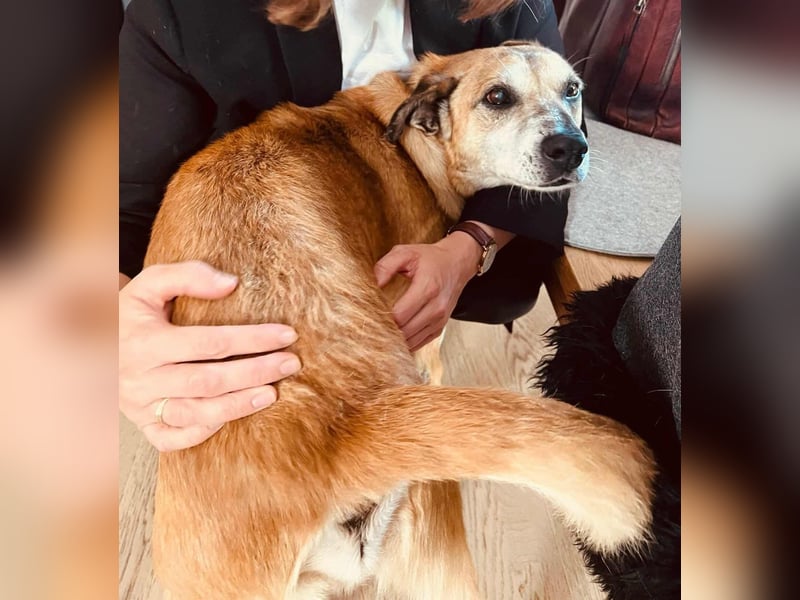 Kurt - Hundeopi sucht Gnadenplatz