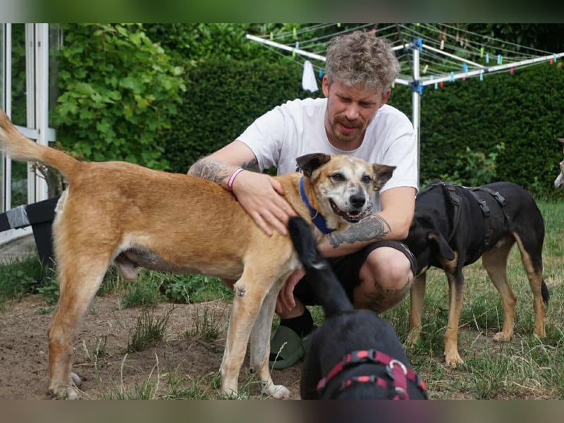 Kurt - Hundeopi sucht Gnadenplatz