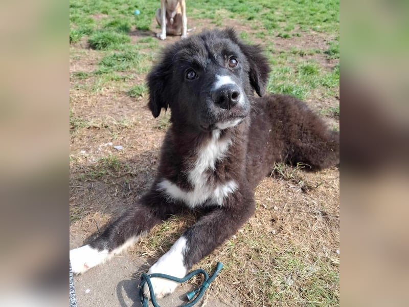 Baloo - junger,lebensfroher Hund