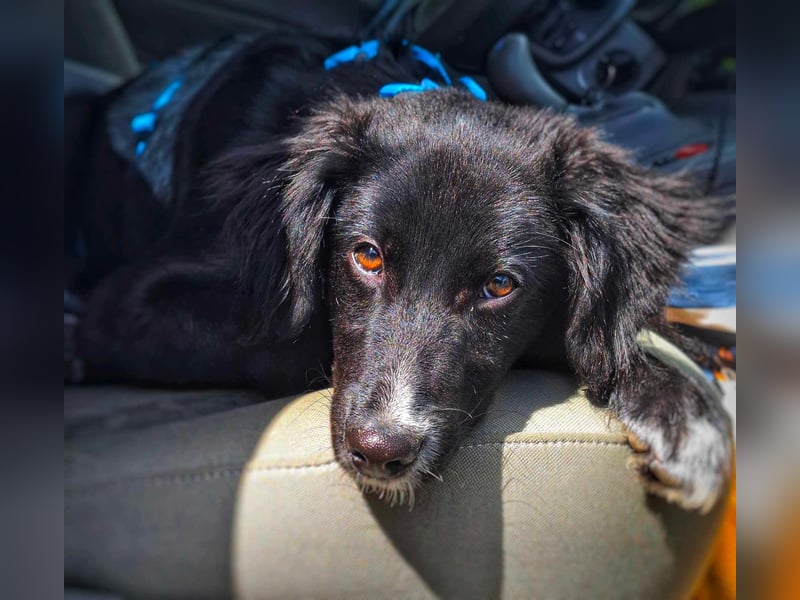 Bluey - eher ein Frauenhund