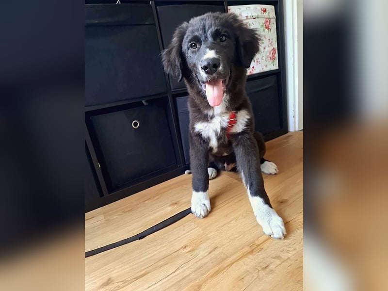 Baloo - junger,lebensfroher Hund