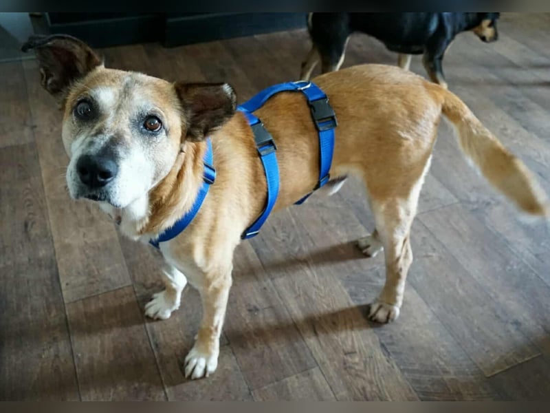 Kurt - Hundeopi sucht Gnadenplatz
