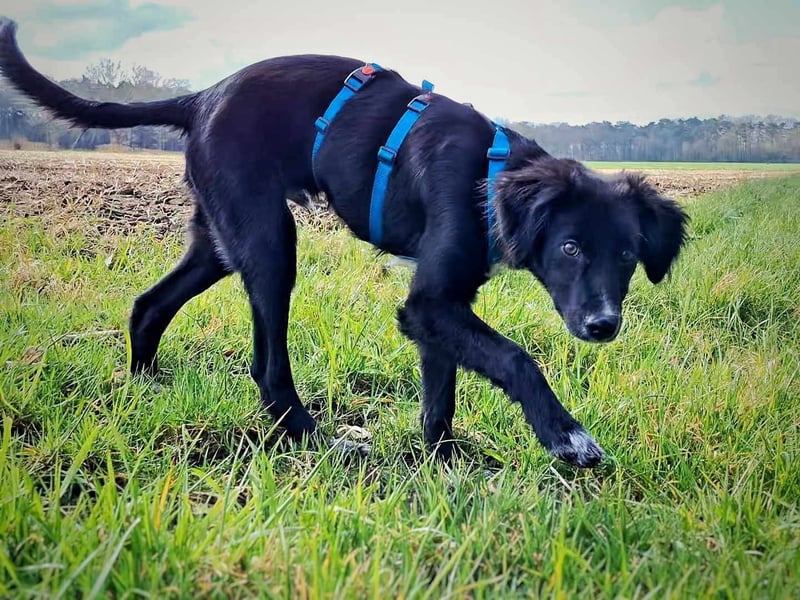 Bluey - eher ein Frauenhund