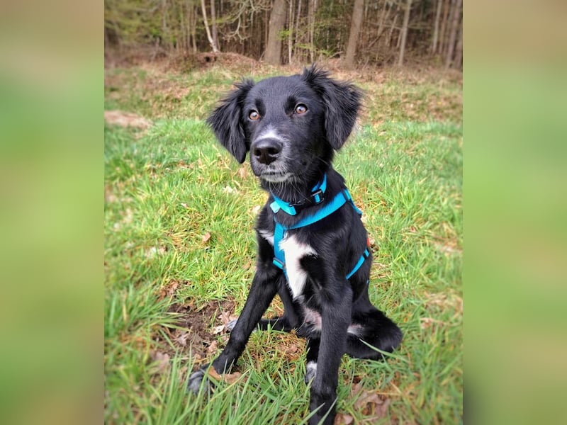 Bluey - eher ein Frauenhund