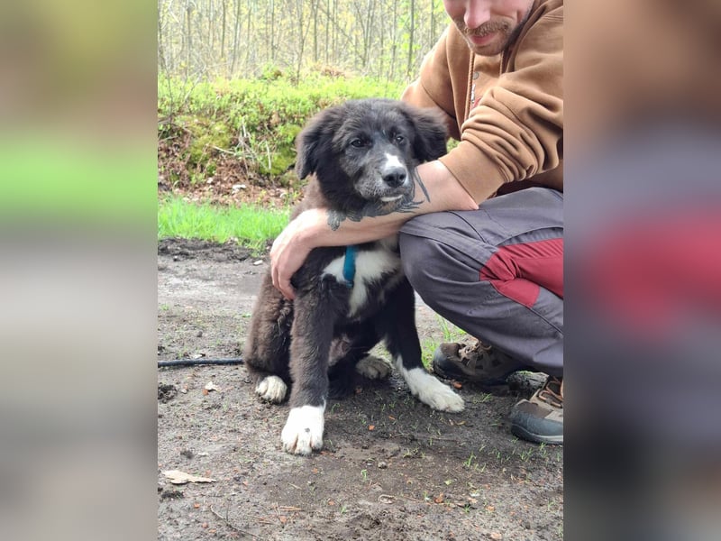 Baloo - junger,lebensfroher Hund
