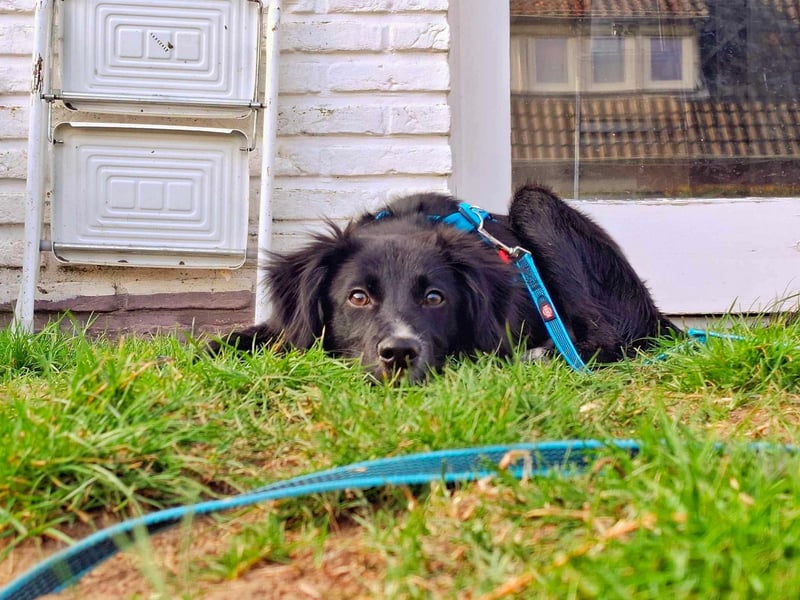 Bluey - eher ein Frauenhund