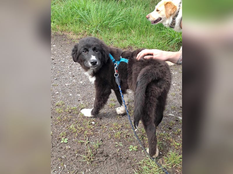 Baloo - junger,lebensfroher Hund