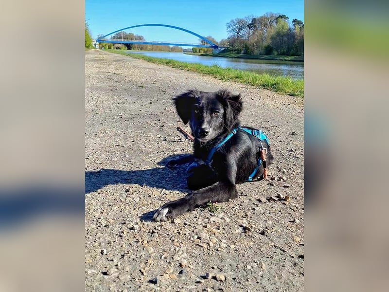 Bluey - eher ein Frauenhund