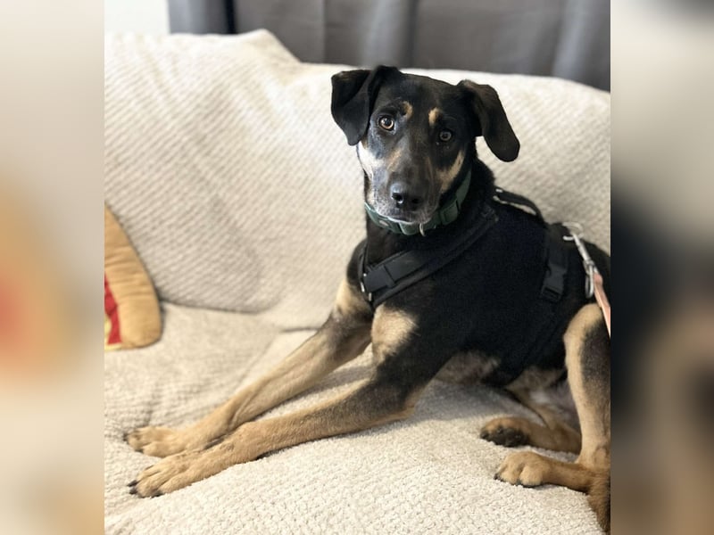 Rudy - ein besonderer Hund