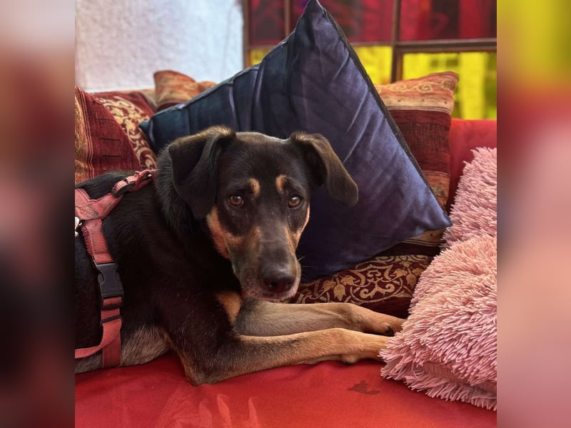 Rudy - ein besonderer Hund