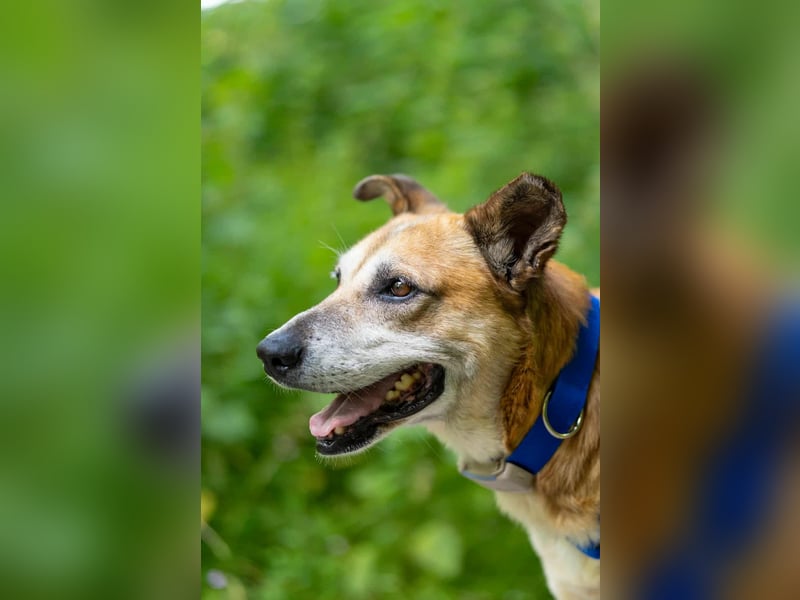 Kurt - Hundeopi sucht Gnadenplatz