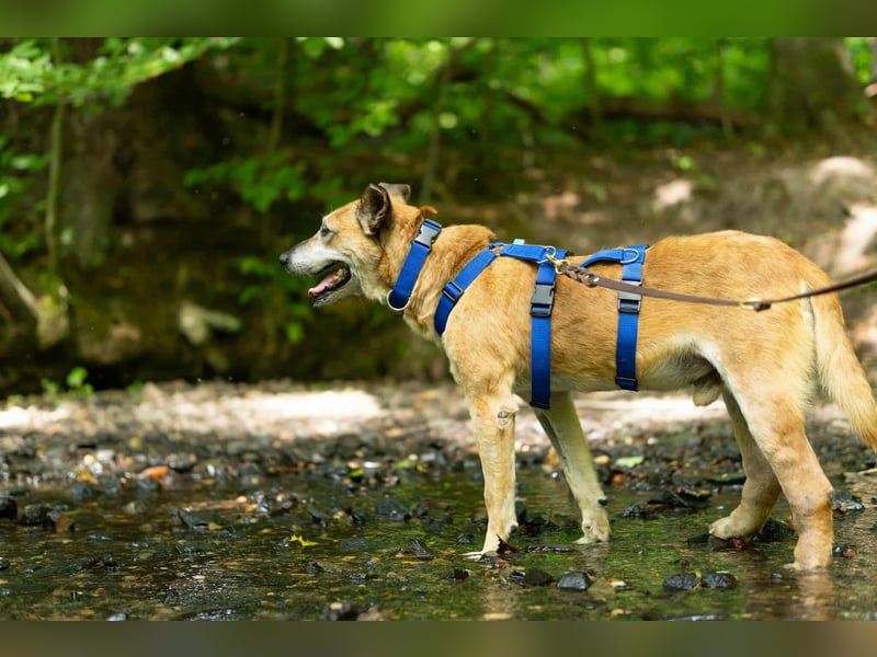 Kurt - Hundeopi sucht Gnadenplatz