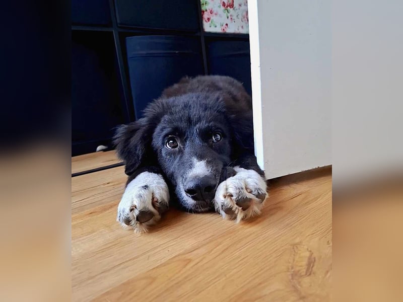 Baloo - junger,lebensfroher Hund