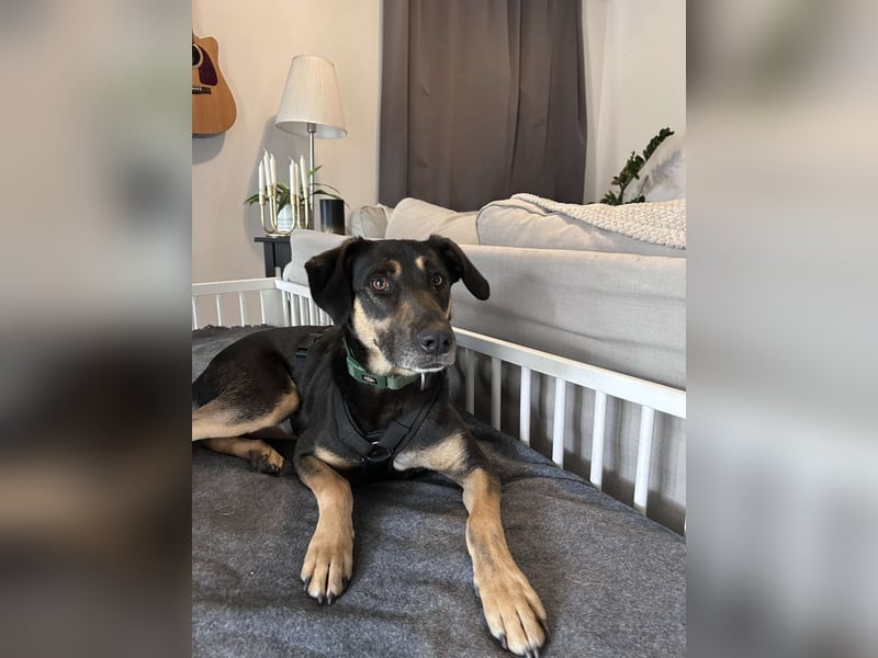 Rudy - ein besonderer Hund
