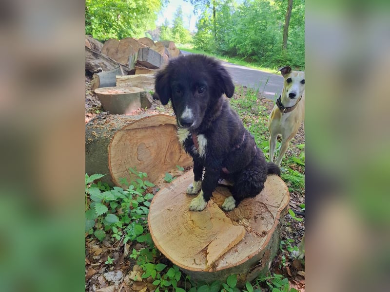 Baloo - junger,lebensfroher Hund