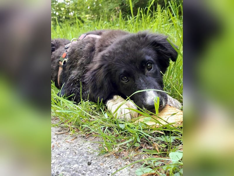 Baloo - junger,lebensfroher Hund