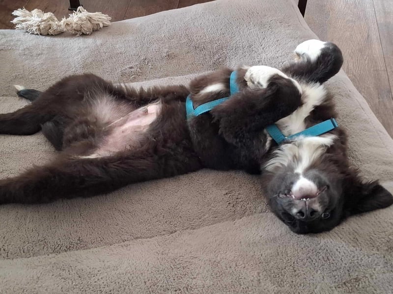 Baloo - junger,lebensfroher Hund