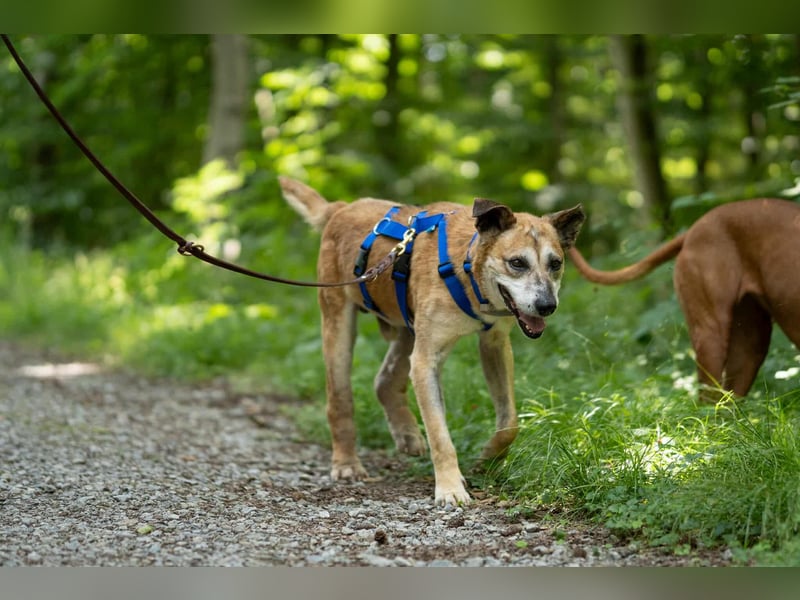 Kurt - Hundeopi sucht Gnadenplatz