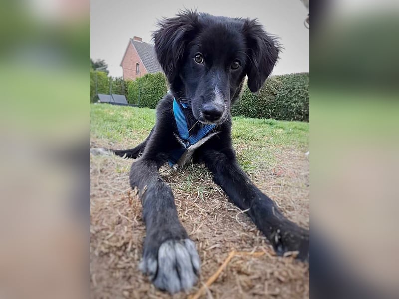Bluey - eher ein Frauenhund