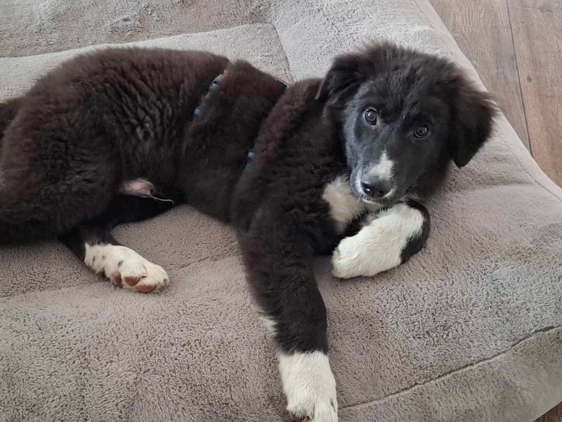 Baloo - junger,lebensfroher Hund