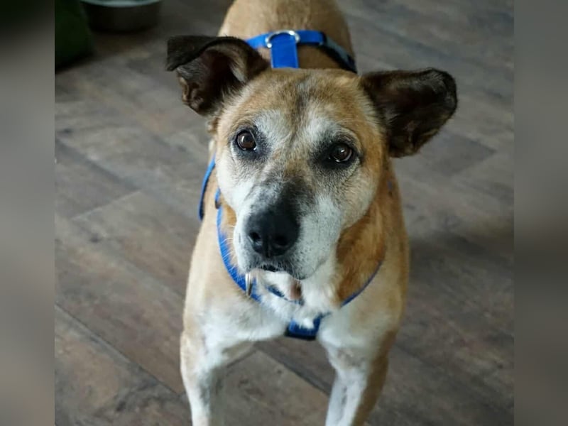 Kurt - Hundeopi sucht Gnadenplatz
