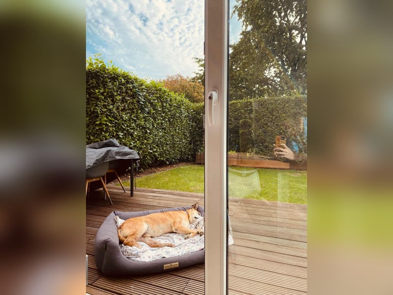 Kurt - Hundeopi sucht Gnadenplatz