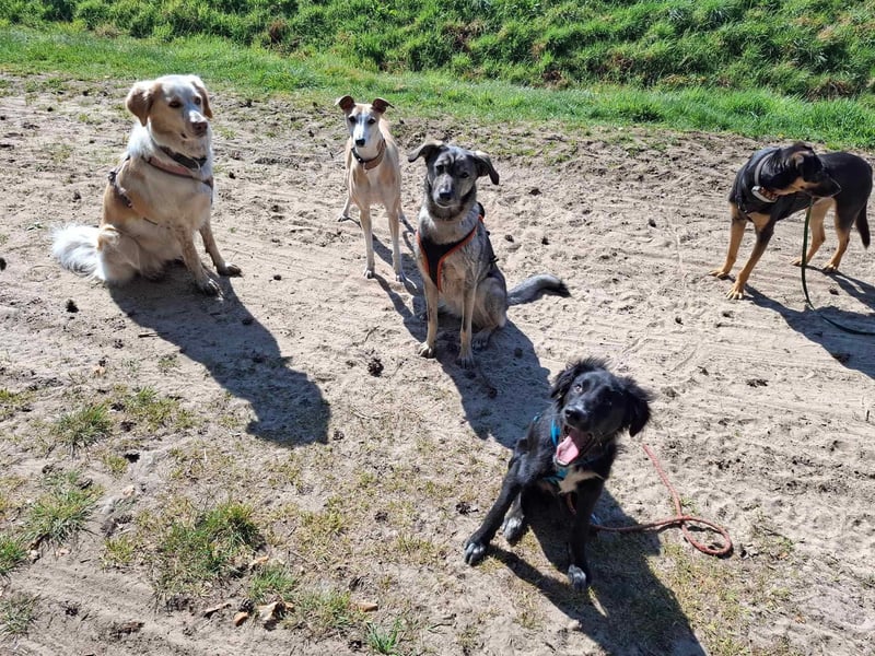 Bluey - eher ein Frauenhund