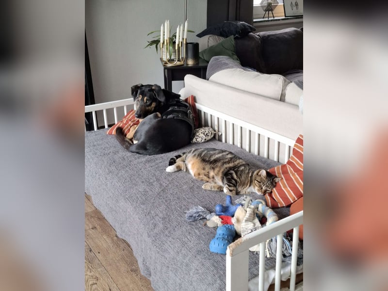 Rudy - ein besonderer Hund