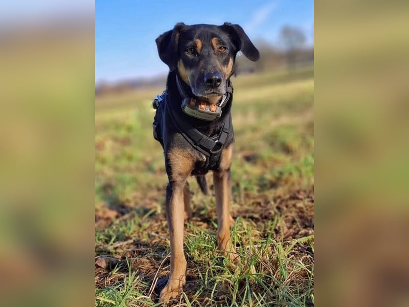 Rudy - ein besonderer Hund