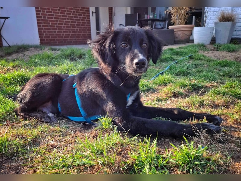 Bluey - eher ein Frauenhund