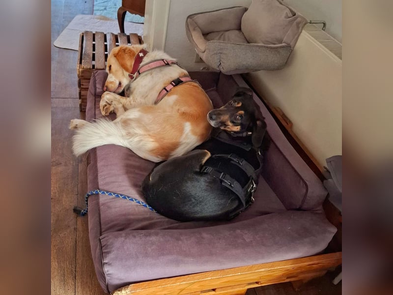 Rudy - ein besonderer Hund