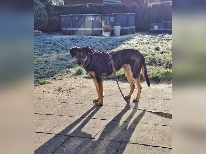 Rudy - ein besonderer Hund