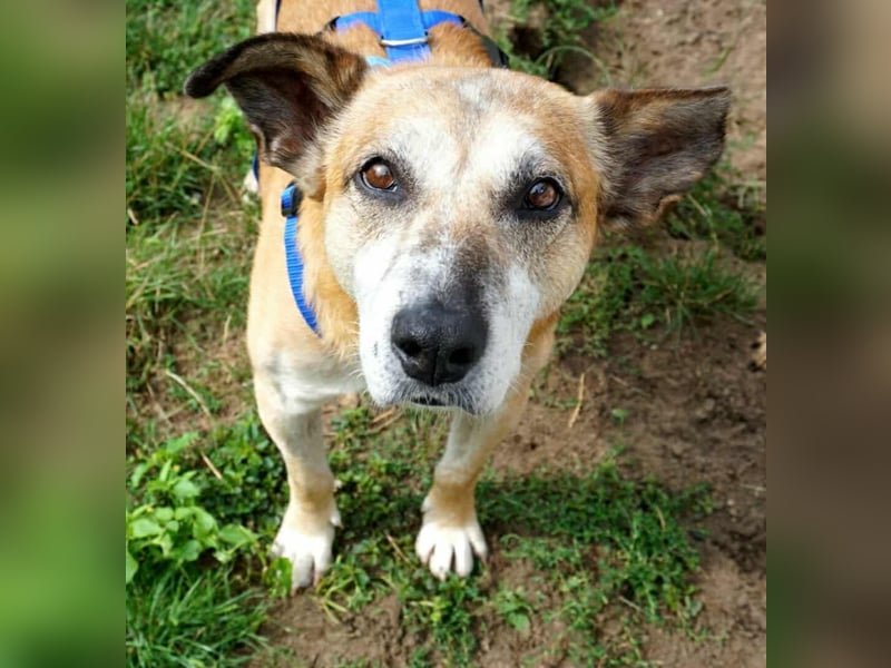 Kurt - Hundeopi sucht Gnadenplatz