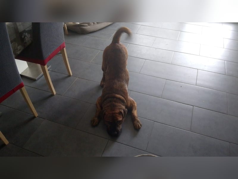 Bico sucht dringend ein zuhause