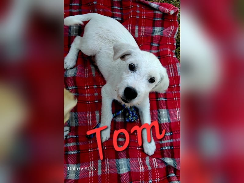 Tom sucht seine Menschen