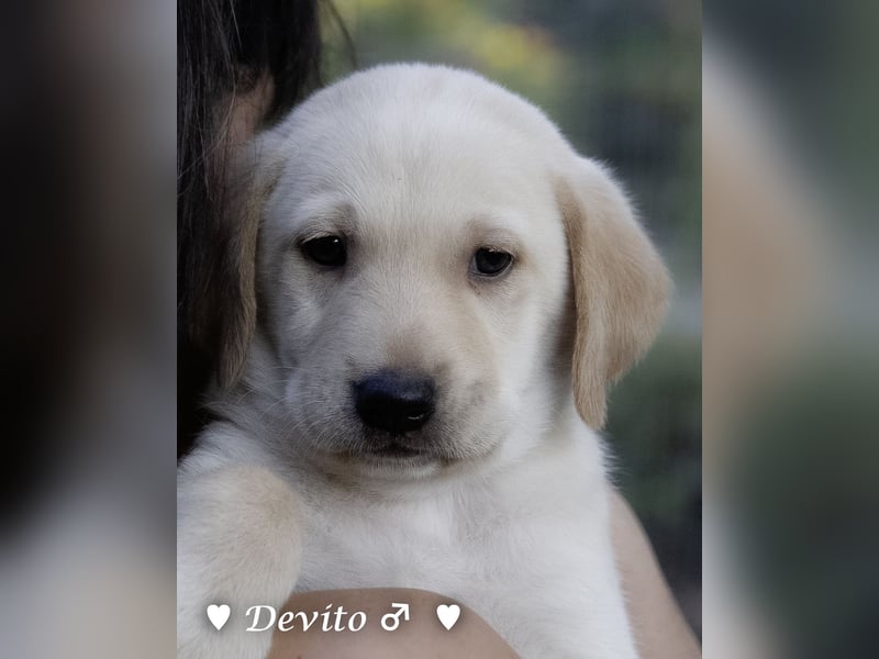 Devito sucht ein Zuhause