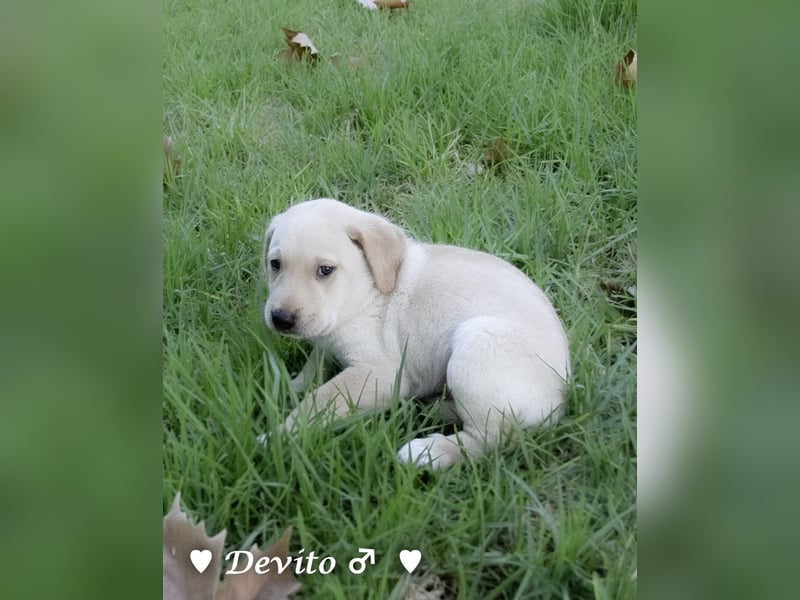 Devito sucht ein Zuhause