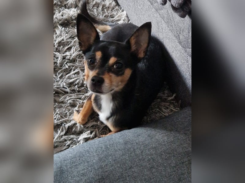 Kleiner Racker Chihuahua Jack Russel Mix