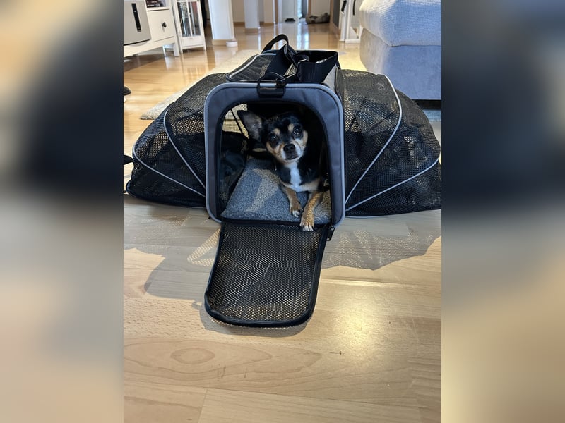 Kleiner Racker Chihuahua Jack Russel Mix