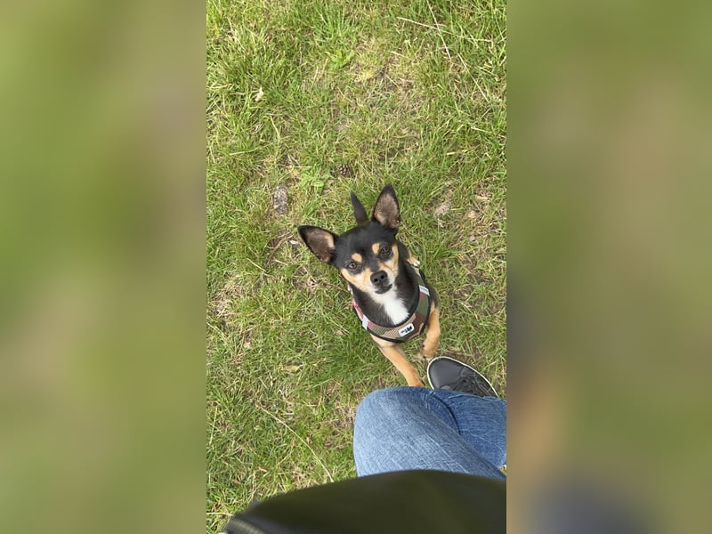 Kleiner Racker Chihuahua Jack Russel Mix