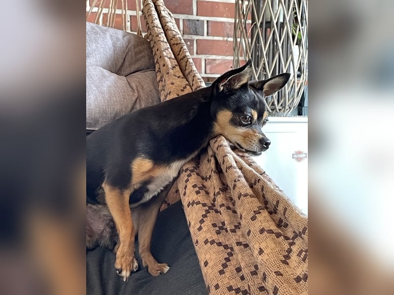 Kleiner Racker Chihuahua Jack Russel Mix
