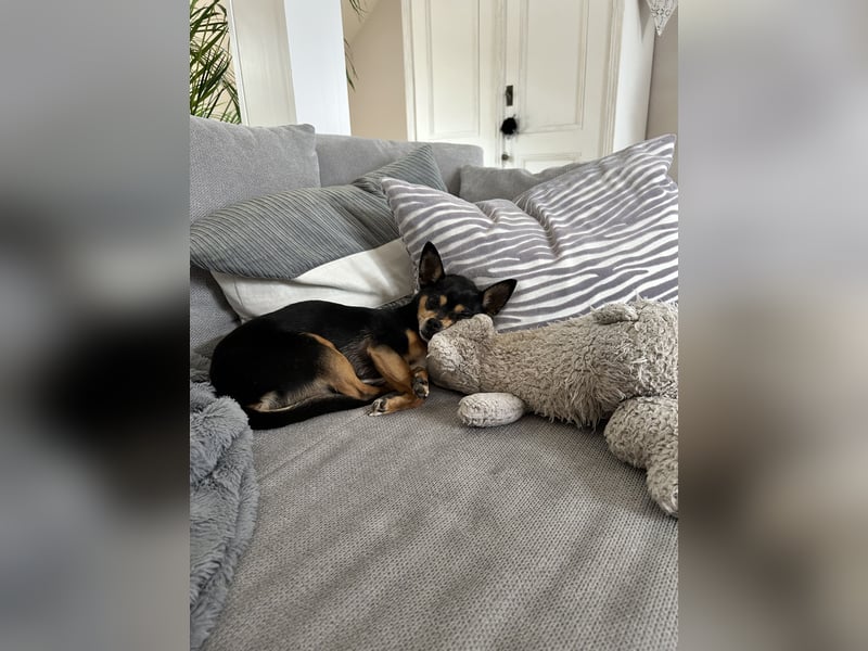 Kleiner Racker Chihuahua Jack Russel Mix