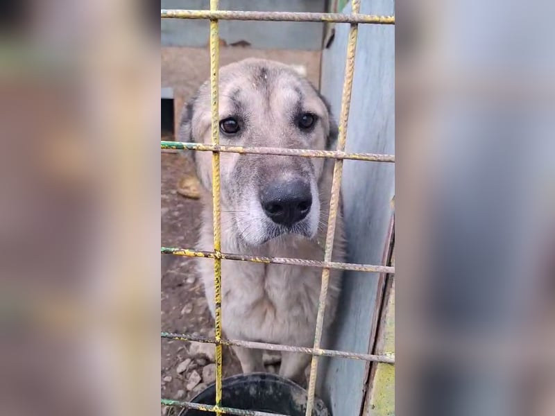 Kangal-Mix sucht hundeerfahrene Menschen mit Grundstück