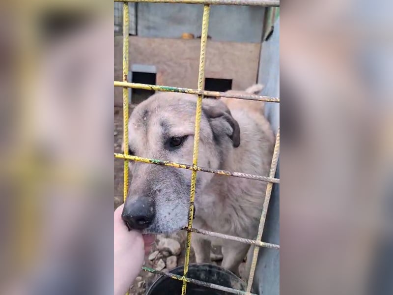 Kangal-Mix sucht hundeerfahrene Menschen mit Grundstück