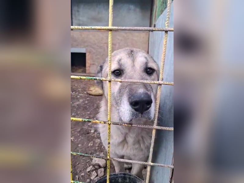 Kangal-Mix sucht hundeerfahrene Menschen mit Grundstück