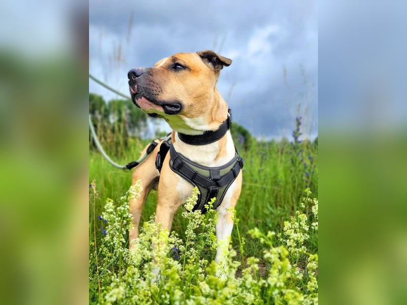 Kalle - freundlicher Mini Bullterrier-Mix