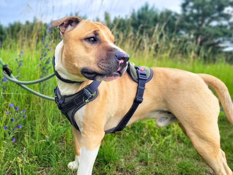 Kalle - freundlicher Mini Bullterrier-Mix