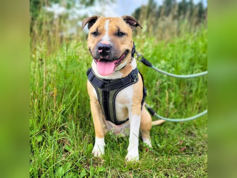 Kalle - freundlicher Mini Bullterrier-Mix